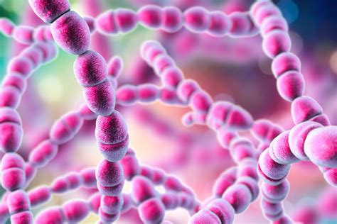 Streptococcus .